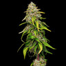 Amnesia Haze