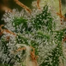 Bubblegum XL