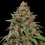 Bubblegum XL