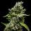 Sour Diesel