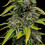 Blue Cheese
