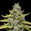Blue Cheese