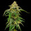 Blue Cheese