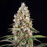 Candy Kush Express (Snabblomstrande)