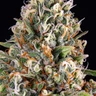 Candy Kush Express (Snabblomstrande)