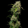 Medical Mass