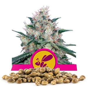Honey Cream (Fast Flowering) Frön i Storpack