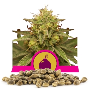 Royal Domina Bulk Frön
