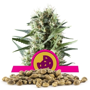 Royal Cookies Bulk Frön Royal Cookies Bulk Frön