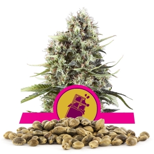 Chocolate Haze Bulk Frön Chocolate Haze Bulk Frön