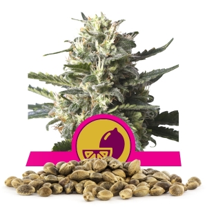 Lemon Shining Silver Haze Bulk Frön