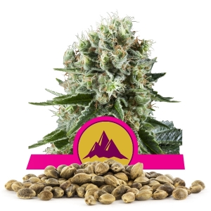Critical Kush Frön i Storpack