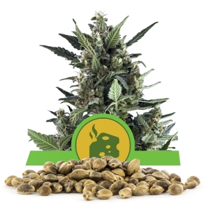Blue Cheese Automatic Frön i Storpack