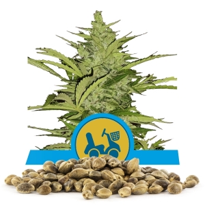 Fast Eddy Automatic CBD Bulk Frön Fast Eddy Automatic CBD Bulk Frön