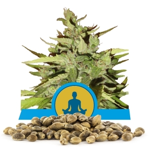 Stress Killer Automatic CBD Bulk Frön Stress Killer Automatic CBD Bulk Frön