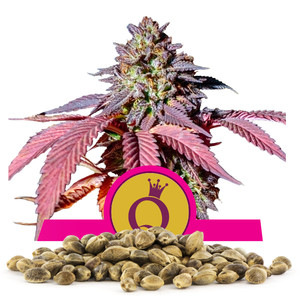 Purple Queen Frön i Storpack