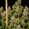 Mexican Rush Auto