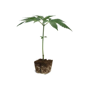 Tangie sticklingar
