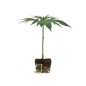 Green Gelato-stickling