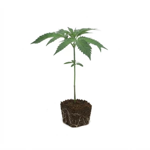 Larry OG-stickling