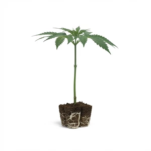 OG Kush sticklingar