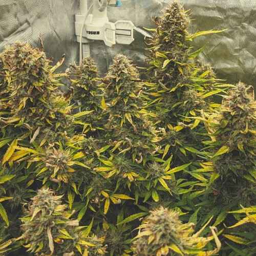 Blomningsfas för cannabis vecka för vecka