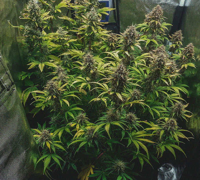 Purple Queen Automatic Grow Report