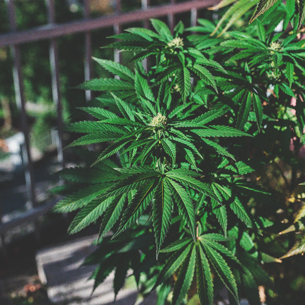 The Basics of Cannabis Outdoor Growing (Part 1)