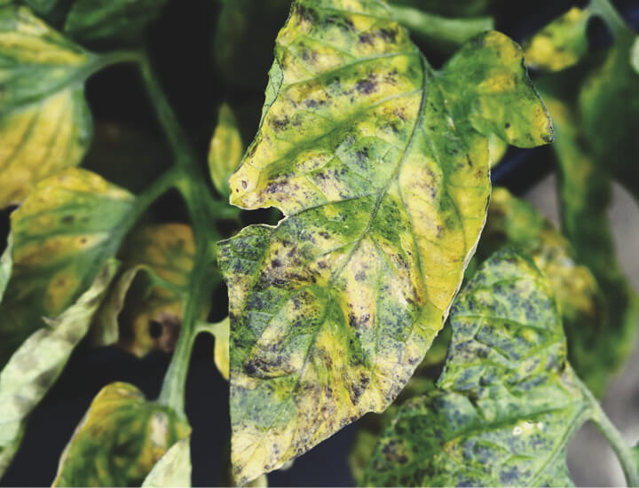 BLADSEPTORIA BLADSEPTORIA