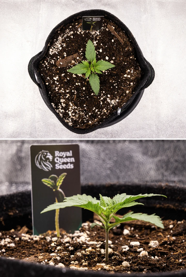 Atlas F1 grow report: vecka 1, plantstadiet Atlas F1 cannabisplanta växer i en tygkruka under vecka 1 av grow reporten, med tidig bladutveckling, frisk jord, perlit och en Royal Queen Seeds-plantetikett.
