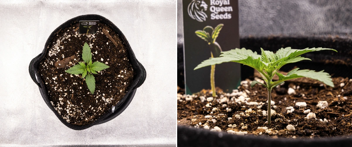 Atlas F1 grow report: vecka 1, plantstadiet Atlas F1 cannabisplanta växer i en tygkruka under vecka 1 av grow reporten, med tidig bladutveckling, frisk jord, perlit och en Royal Queen Seeds-plantetikett.