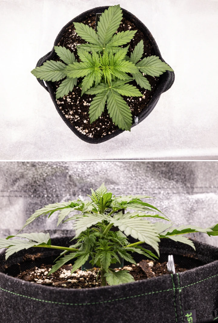 Atlas F1 grow report: vecka 2, vegetativ tillväxt Atlas F1 cannabisplanta växer i en tygkruka under vecka 2 av grow reporten, med frisk vegetativ tillväxt, breda gröna blad, jord med perlit och en kompakt plantstruktur.