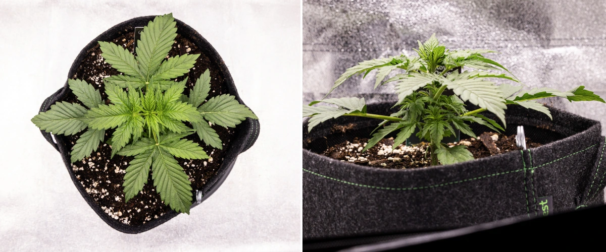 Atlas F1 grow report: vecka 2, vegetativ tillväxt Atlas F1 cannabisplanta växer i en tygkruka under vecka 2 av grow reporten, med frisk vegetativ tillväxt, breda gröna blad, jord med perlit och en kompakt plantstruktur.