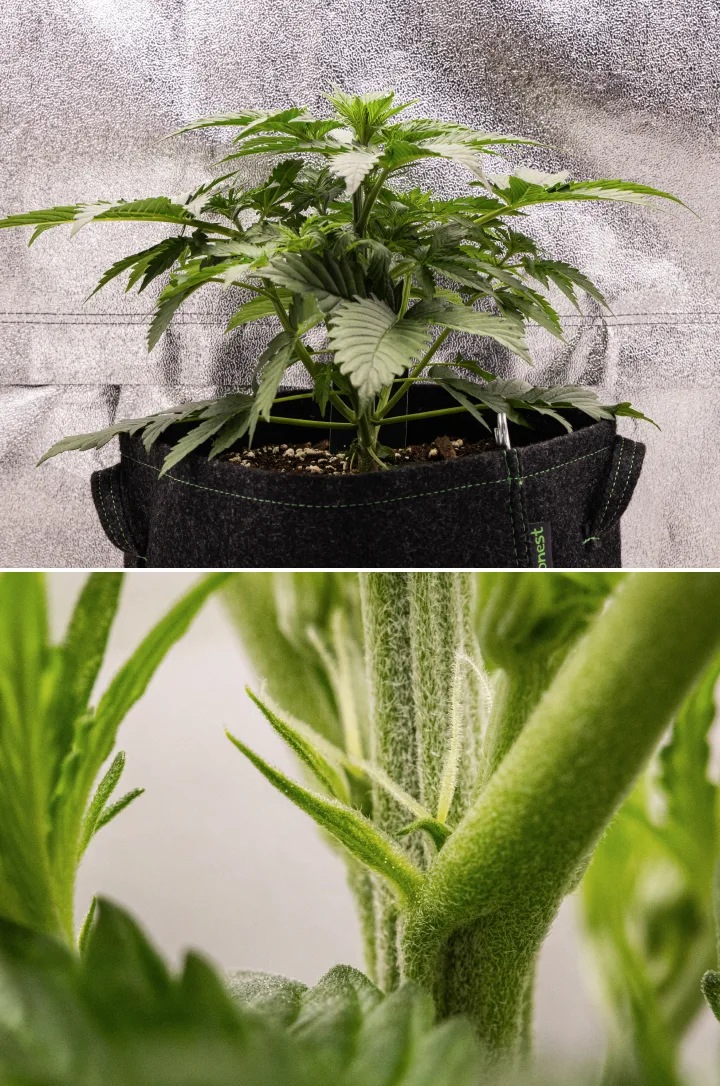 Atlas F1 grow report: vecka 3, tidig blomning Atlas F1 cannabisplanta växer i en tygkruka under vecka 3 av grow reporten, med kompakt tillväxt, tidiga tecken på blomning, vita pistiller och friskt grönt bladverk.