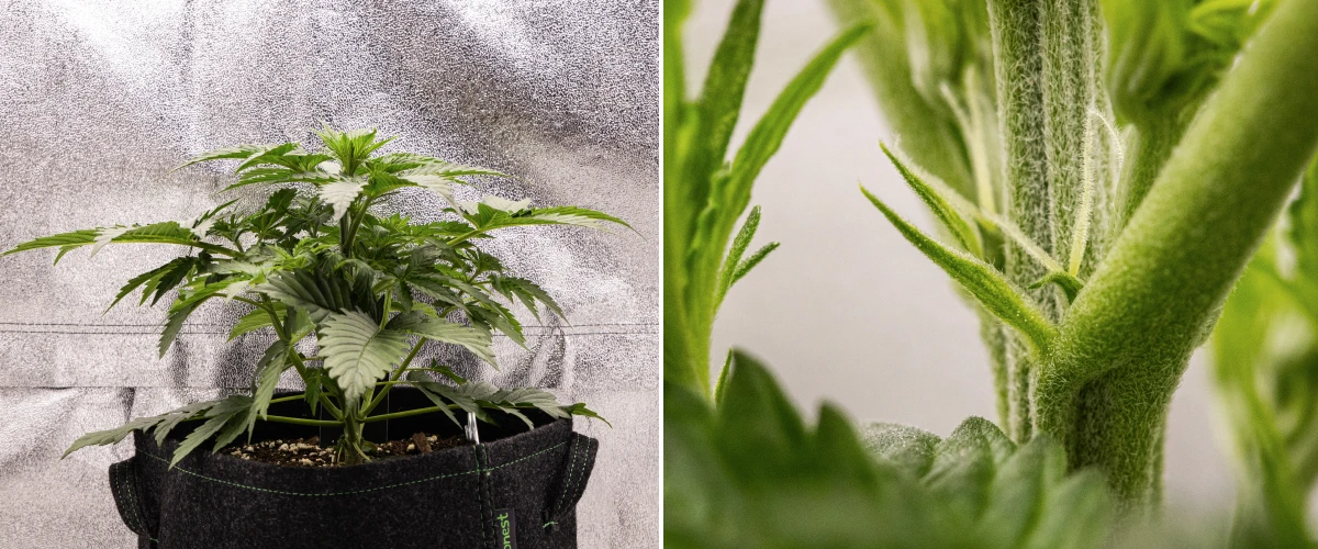 Atlas F1 grow report: vecka 3, tidig blomning Atlas F1 cannabisplanta växer i en tygkruka under vecka 3 av grow reporten, med kompakt tillväxt, tidiga tecken på blomning, vita pistiller och friskt grönt bladverk.