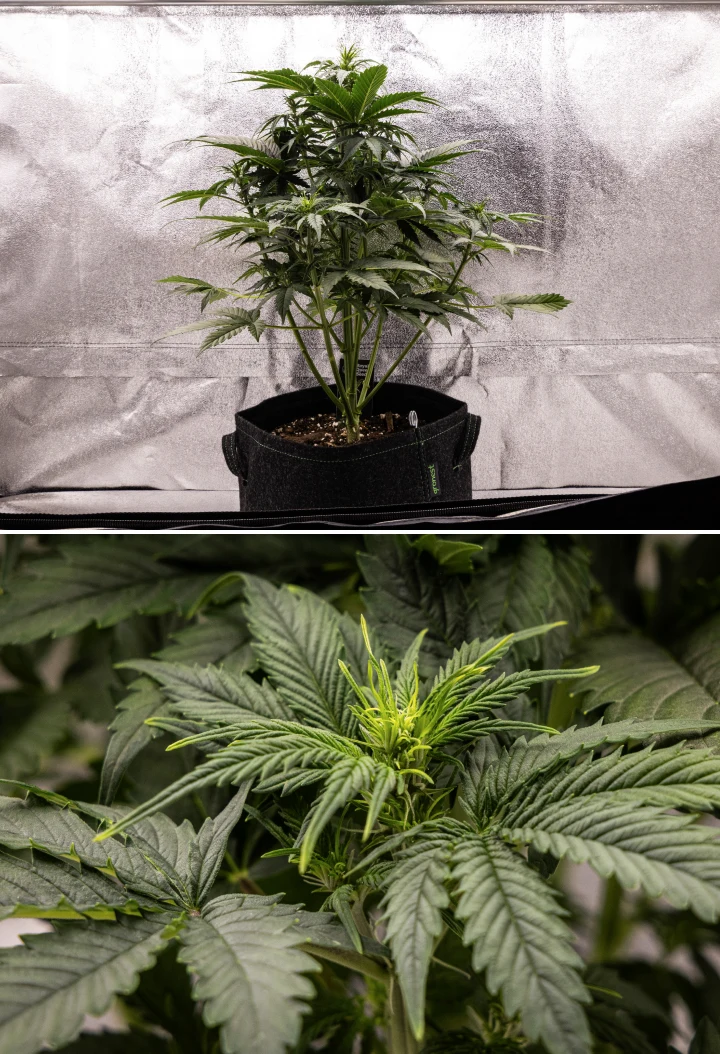Atlas F1 grow report: vecka 4, blomningsstretch Atlas F1 cannabisplanta växer i en tygkruka under vecka 4 av grow reporten, med stark vertikal tillväxt, tidig knoppbildning, friska gröna blad och synliga blomningsplatser.