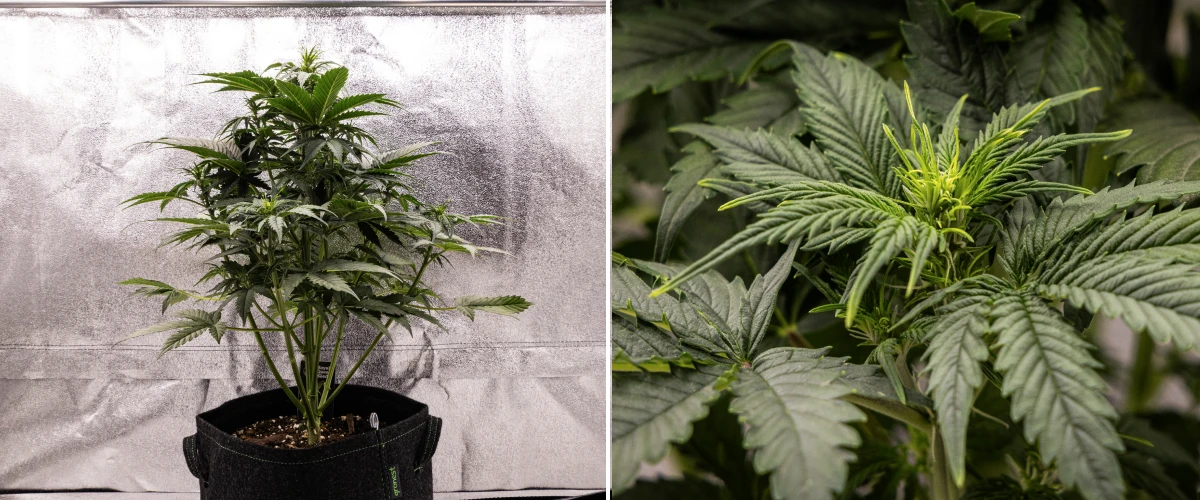 Atlas F1 grow report: vecka 4, blomningsstretch Atlas F1 cannabisplanta växer i en tygkruka under vecka 4 av grow reporten, med stark vertikal tillväxt, tidig knoppbildning, friska gröna blad och synliga blomningsplatser.