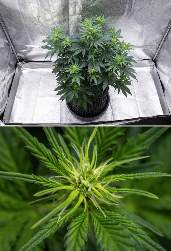 Atlas F1 grow report: vecka 5, utveckling av buds Atlas F1 cannabisplanta växer i en tygkruka under vecka 5 av grow reporten, med flera blomningsplatser, utvecklande buds, vita pistiller och friskt grönt bladverk.