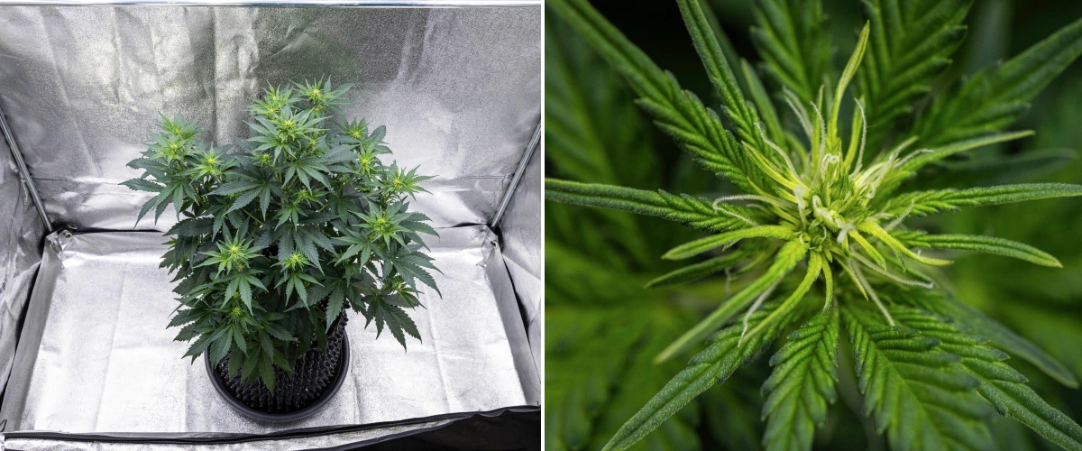 Atlas F1 grow report: vecka 5, utveckling av buds Atlas F1 cannabisplanta växer i en tygkruka under vecka 5 av grow reporten, med flera blomningsplatser, utvecklande buds, vita pistiller och friskt grönt bladverk.