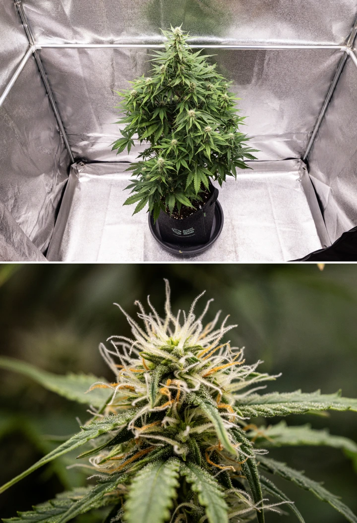 Atlas F1 grow report: vecka 6, hartsrika buds Atlas F1 cannabisplanta växer i en tygkruka under vecka 6 av grow reporten, med tät utveckling av buds, vita och orange pistiller, hartsrika trikomer och frisk blomningstillväxt.