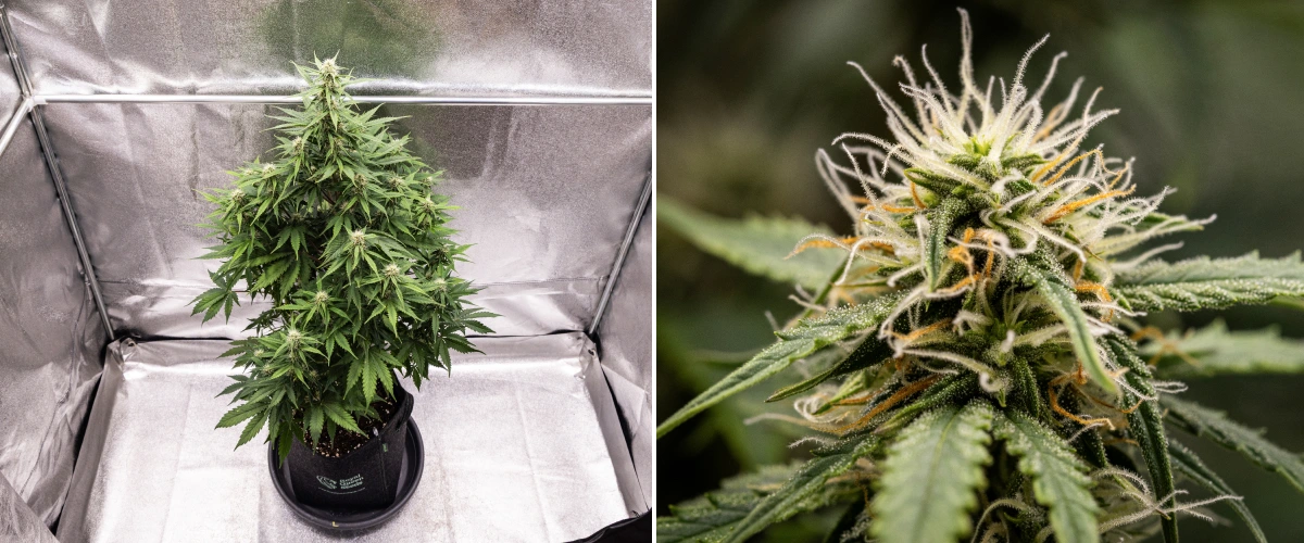Atlas F1 grow report: vecka 6, hartsrika buds Atlas F1 cannabisplanta växer i en tygkruka under vecka 6 av grow reporten, med tät utveckling av buds, vita och orange pistiller, hartsrika trikomer och frisk blomningstillväxt.