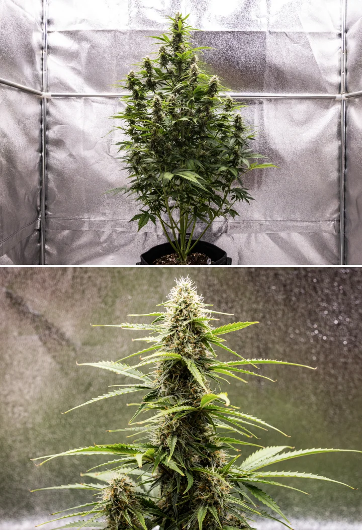 Atlas F1 grow report: vecka 7, mogna buds Atlas F1 cannabisplanta växer i en tygkruka under vecka 7 av grow reporten, med mogen budutveckling, hartsrika blommor, orange pistiller och en hög central cola.