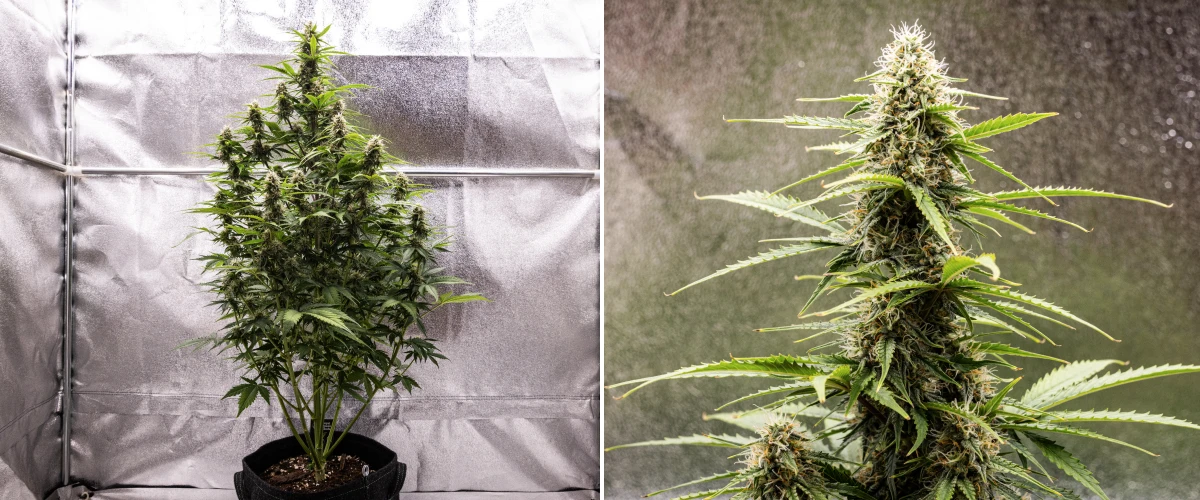 Atlas F1 grow report: vecka 7, mogna buds Atlas F1 cannabisplanta växer i en tygkruka under vecka 7 av grow reporten, med mogen budutveckling, hartsrika blommor, orange pistiller och en hög central cola.