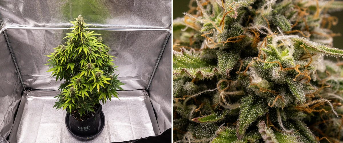 Atlas F1 grow report: vecka 8, skördeklara buds Atlas F1 cannabisplanta växer i en tygkruka under vecka 8 av grow reporten, med frostiga mogna buds, tät trikomtäckning, orange pistiller och skördeklar blomningstillväxt.