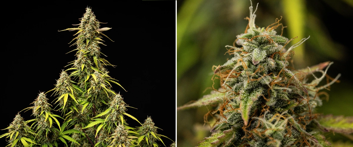Atlas F1 grow report: vecka 9, slutlig mognad Atlas F1 cannabisplanta under vecka 9 av grow reporten, med helt mogna buds, tät trikomtäckning, orange pistiller, bleknande blad och mogen blomningstillväxt.