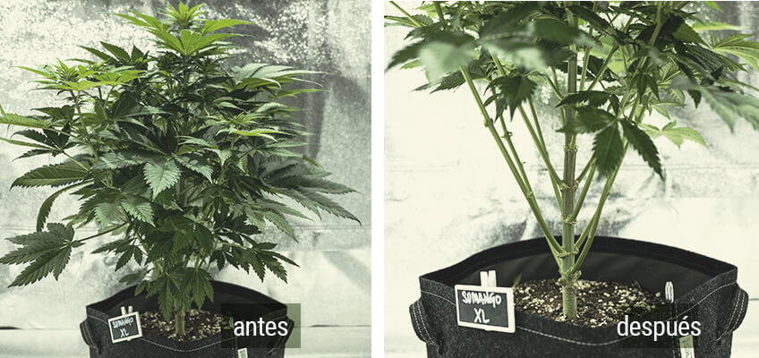 Lollipopping Planta Cannabis