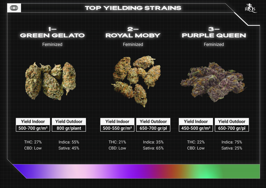 Top RQS Sativa Strains