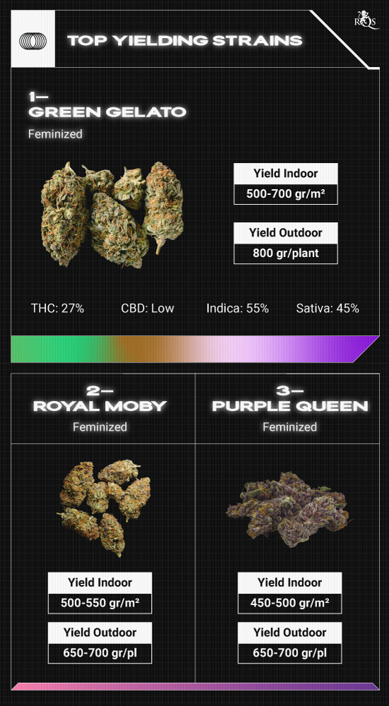 Top RQS Sativa Strains