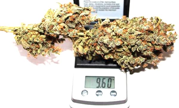 Royal Creamatic dried cannabis bud smoke report Royal Creamatic dried cannabis bud smoke report