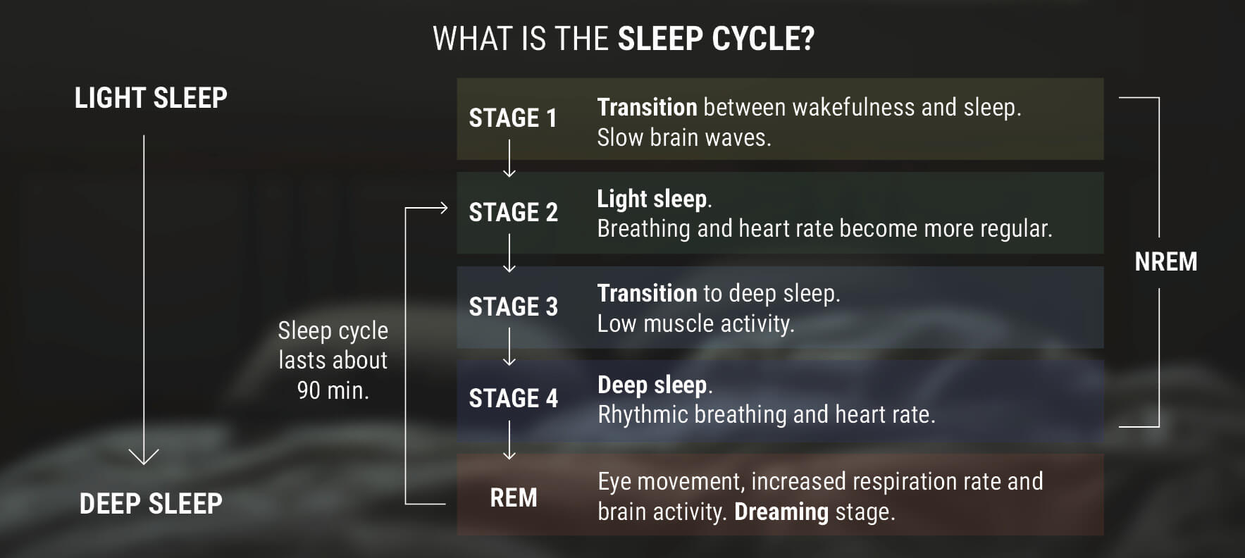 Vad är sömncykeln?
